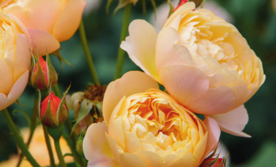 Responsive image
