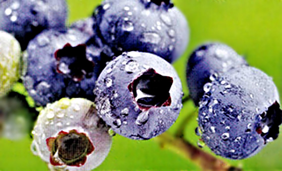Responsive image
