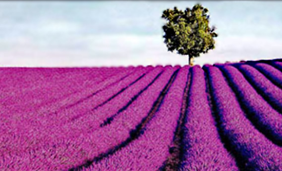 Responsive image