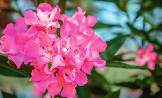 Responsive image