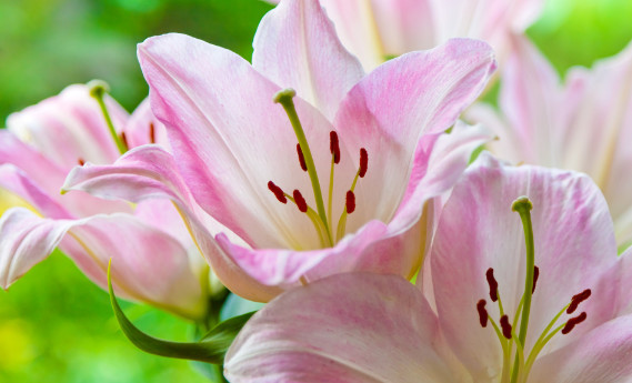 Responsive image